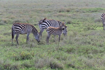 Fototapeta na wymiar Zebra family on the savanna
