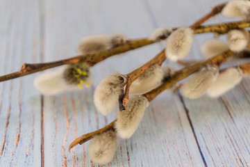 Willow branches on a wooden light background.