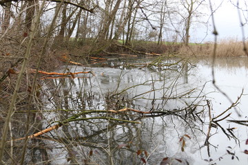 Der Biber am See