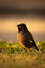 bird portrait on the grass