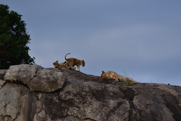 Lion cubs playing on rock