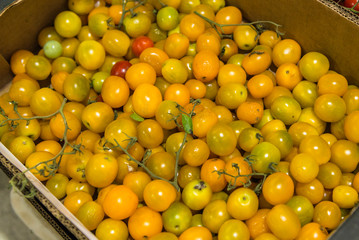 TOMATES PRODUZIDOS NO BRASIL