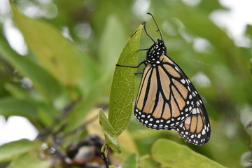 Monarch on Hackberry