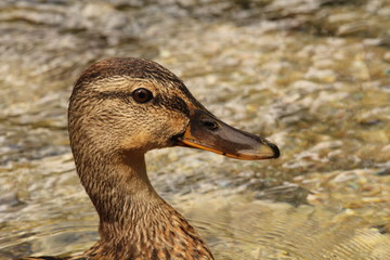 Mallard female (Anas platyrhynchos)