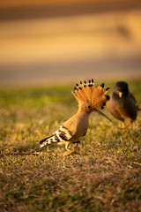 hoopoe looking for food