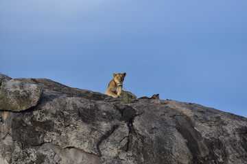 Lion Mother lying on top of a rock