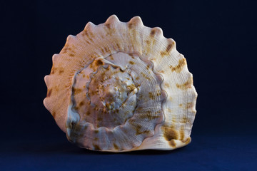 You are sea dweller, I knew ...