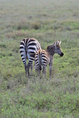 Fototapeta na wymiar Zebra mom with kid