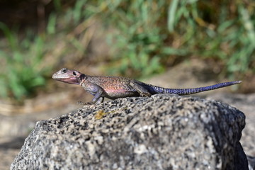 Lizard on a rock in the sun