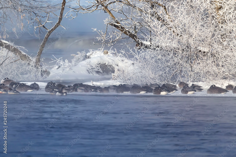 Canvas Prints water and frost create a beautiful scenery around the river