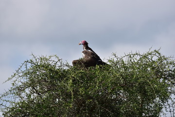 Vulture in its nest