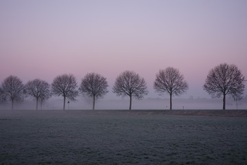Allee an der L444 bei Grefrath Oedt