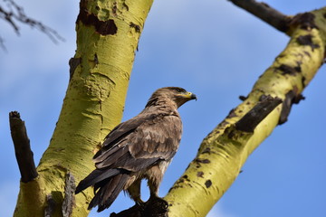 Falcon Looking for Prey