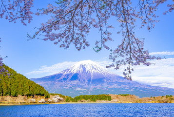 富士山と桜、静岡県富士宮市田貫湖にて