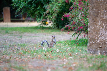 Scoiattolo selvatico nel parco