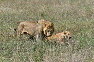 Fototapeta na wymiar A Lion Couple Playing (mating)