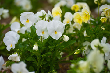 Violas or Pansies Closeup in a Garden. Gardening.
