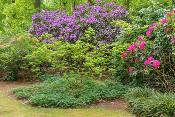Rhododendron im Garten