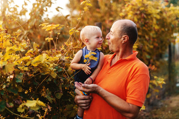 Grandfather holding grandson and giving him grapes while standing in vineyard at autumn.