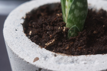 minimalist urban gardening or stylish interior background with various succulents. Selective focus