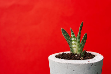 Close up of tiny succulents in DIY concrete pots. the concept of home comfort