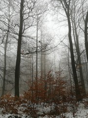 Fototapeta na wymiar Nebel und roter Busch im winterlichen Taunus