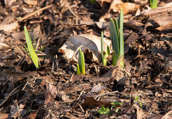 Early  Season Daffodil Emerging