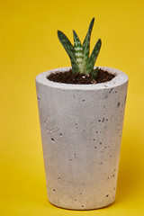 succulent plant in handmade concrete pot in room decoration for cactus lover