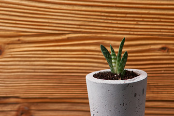 succulent plant in handmade concrete pot in room decoration for cactus lover