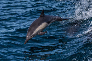 Energetic dolphin playfully jumping with full body completely out of water while swimming at top speed in the Santa Barbara Channel.