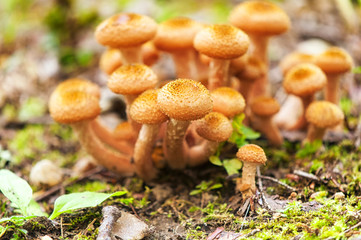 A cluster of Dark Honey fungus