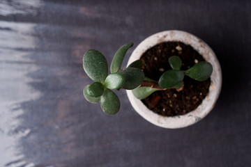 Naklejka premium minimalist urban gardening or stylish interior background with various succulents. Selective focus