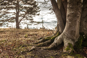 Fototapeta na wymiar Mehrstämmiger Baum mit kräftigen Wurzeln vor Nadelbaumsilhouette