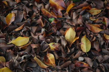 colors of autumn leaves