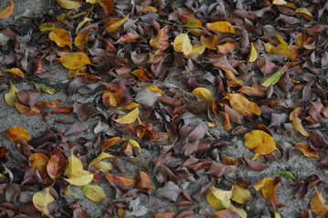 colors of autumn leaves
