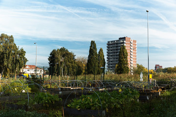 Community garden in Zwolle industrial area.