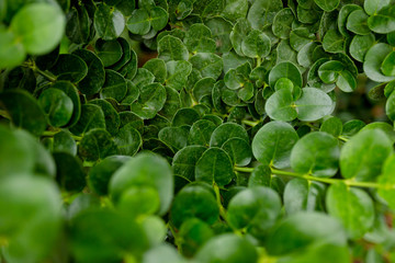 fresh green leaves after rain in the garden. close up photo