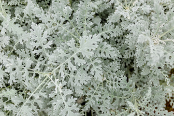 Tropical decoartive plant with white leaves. close up photo