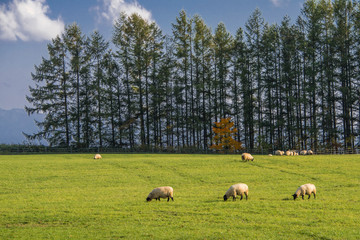 Obraz premium 美瑛の丘・パッチワークの丘とヒツジたち