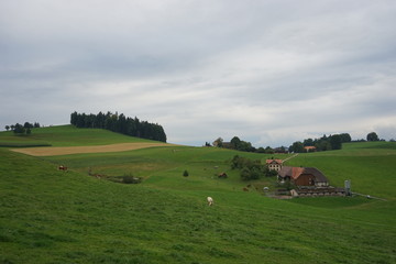 Fototapeta na wymiar Cows on a green hilly pasture and a farm, Emmental Switzerland 