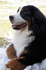 Portrait of Bernese Mountain Dog lying on the snow, Alps Switzerland