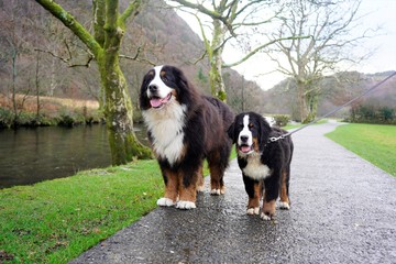 Bernese Mountain Dog and a puppy standing on the path near the river, winter, Wales, UK