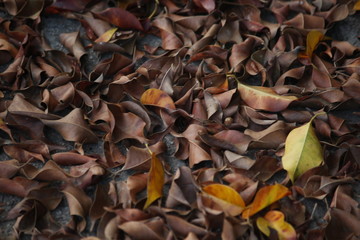 colors of autumn leaves
