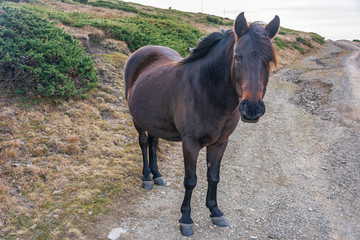 Fototapeta premium wild horse in the mountain