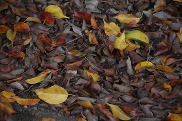 colors of autumn leaves