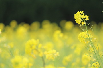 南伊豆　日野の菜の花畑