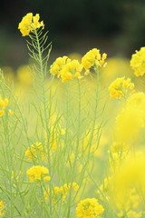 南伊豆　日野の菜の花畑