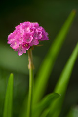 Obraz premium Rosa Blume auf Wiese