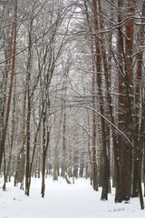 Beautiful winter landscape view of frozen forest.