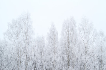 Beautiful cold white winter view of frozen snow to the trees.